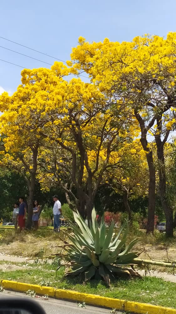 El amarillo del Araguaney - El amarillo del Araguaney