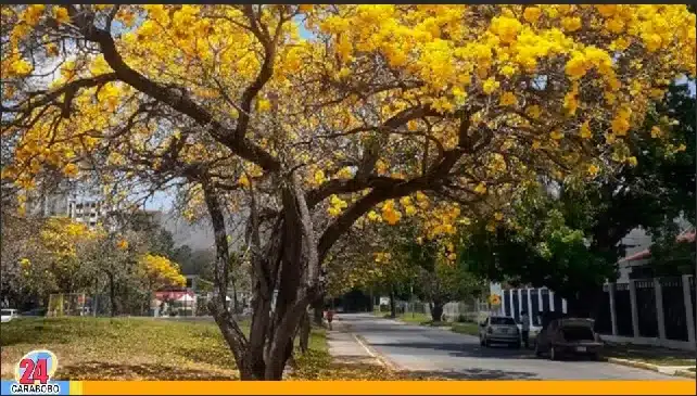 El Araguaney es el árbol Nacional