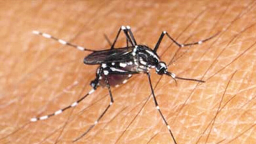 chikungunya en Venezuela