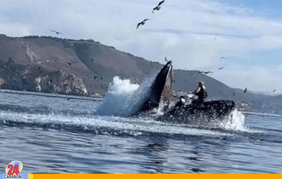 Una ballena se tragó a dos turistas