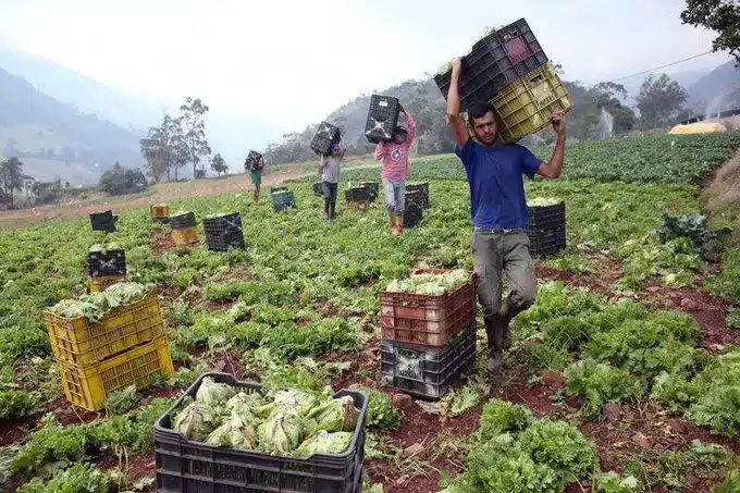 investigarán agricultores botan cosechas