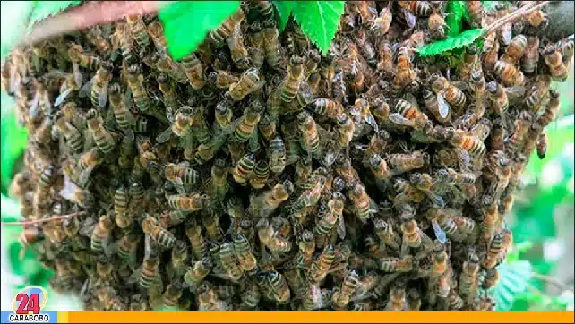 enjambre de abejas en Caracas - enjambre de abejas en Caracas