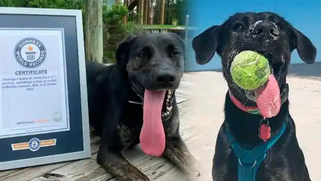 Zoey perra lengua más larga