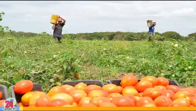 Botar cosecha de tomates en Trujillo - Botar cosecha de tomates en Trujillo