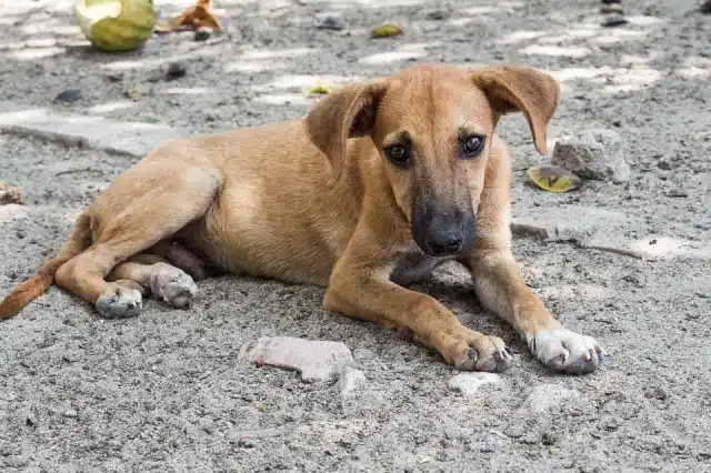 detenido por maltrato animal