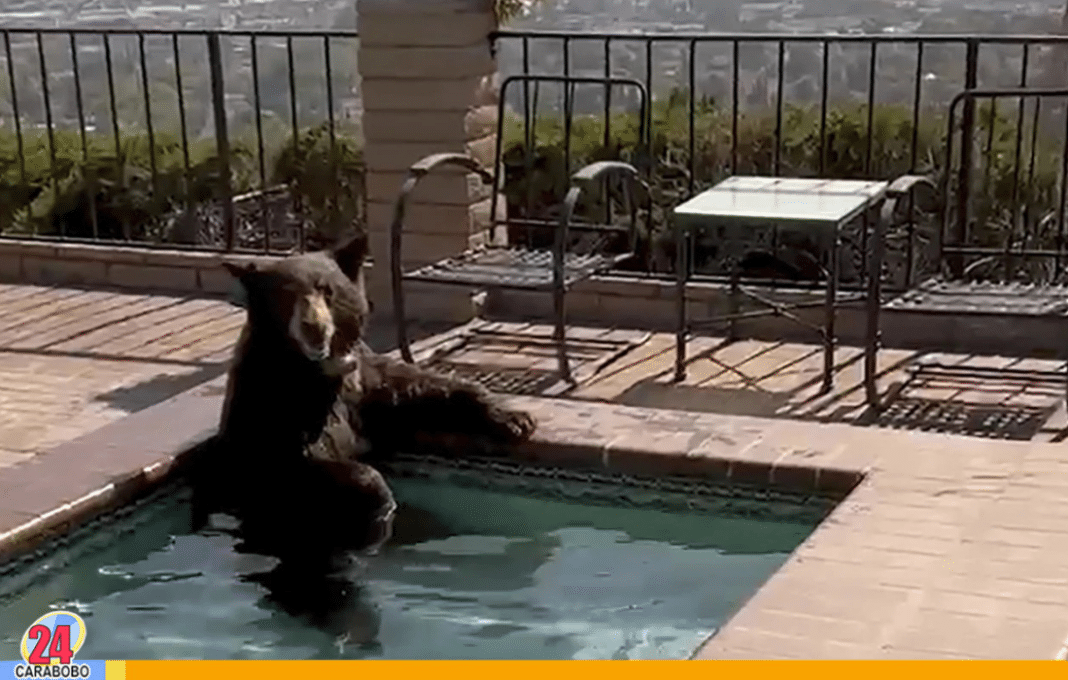oso se baña en el jacuzzi de una casa