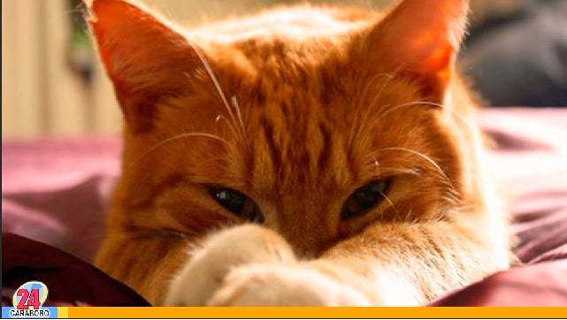 Los gatos naranja - Los gatos naranja