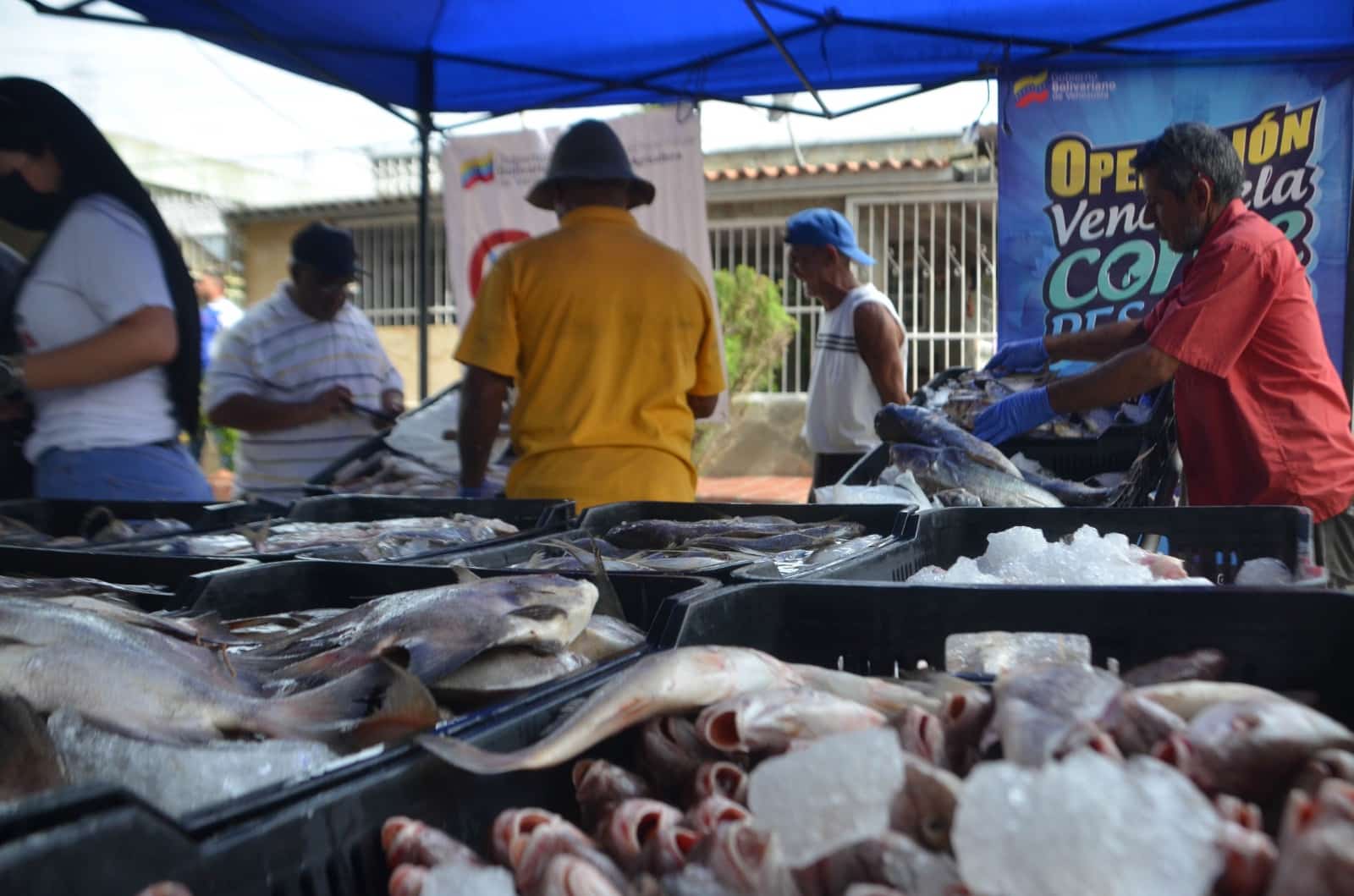 Gran Feria del Pescado en Naguanagua - Gran Feria del Pescado en Naguanagua