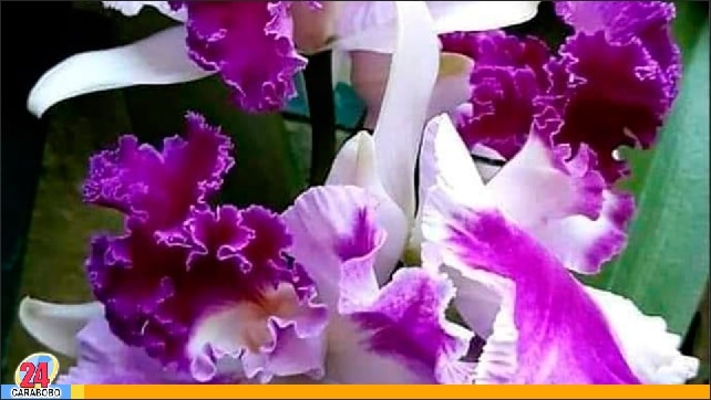 Exposición Nacional de Orquídeas 2023 - Exposición Nacional de Orquídeas 2023