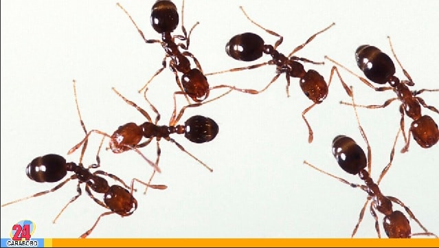 Las hormigas y la tristeza - Las hormigas y la tristeza