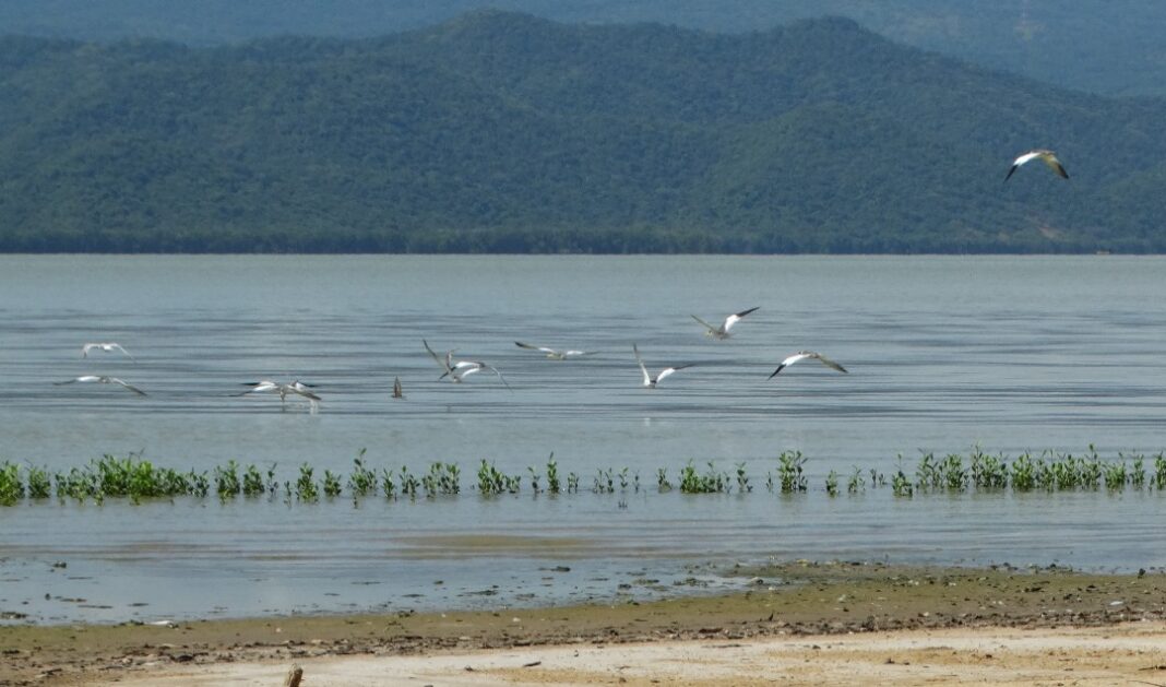 Laguna de Unare aves migratorias