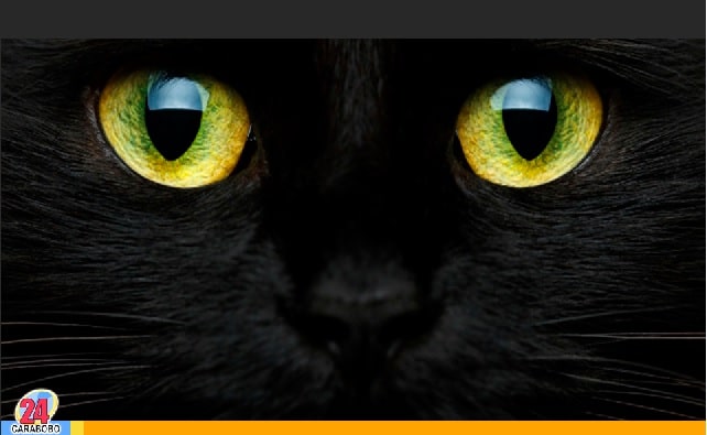 La noche de los gatos negros - La noche de los gatos negros