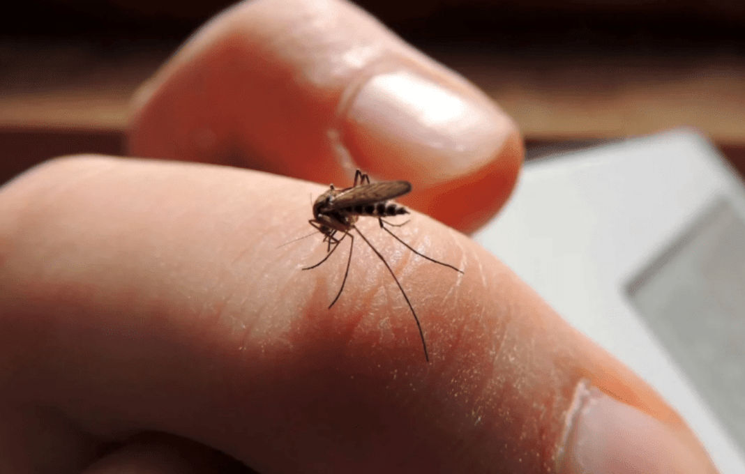 OMS Aumenta riesgo expansión Dengue