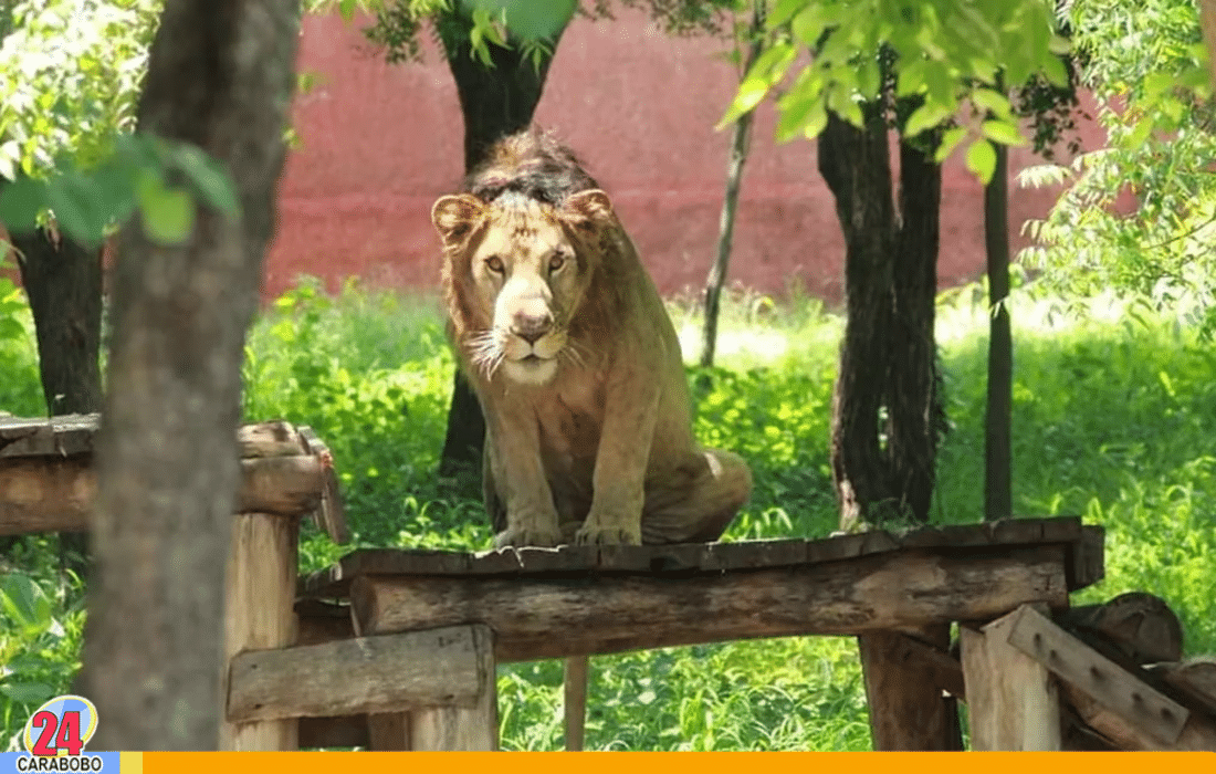 Zoológico de India