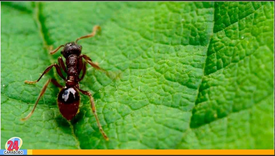 Aleja a las hormigas de tu hogar - Aleja a las hormigas de tu hogar