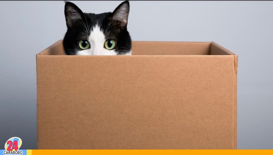 Los gatos adoran las cajas - Los gatos adoran las cajas