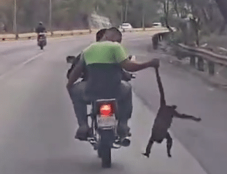 Trasladan a un mono en moto