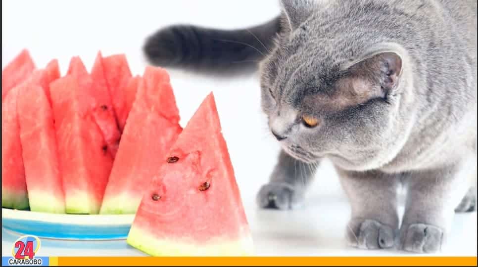 Frutas que tu gato puede comer - Frutas que tu gato puede comer