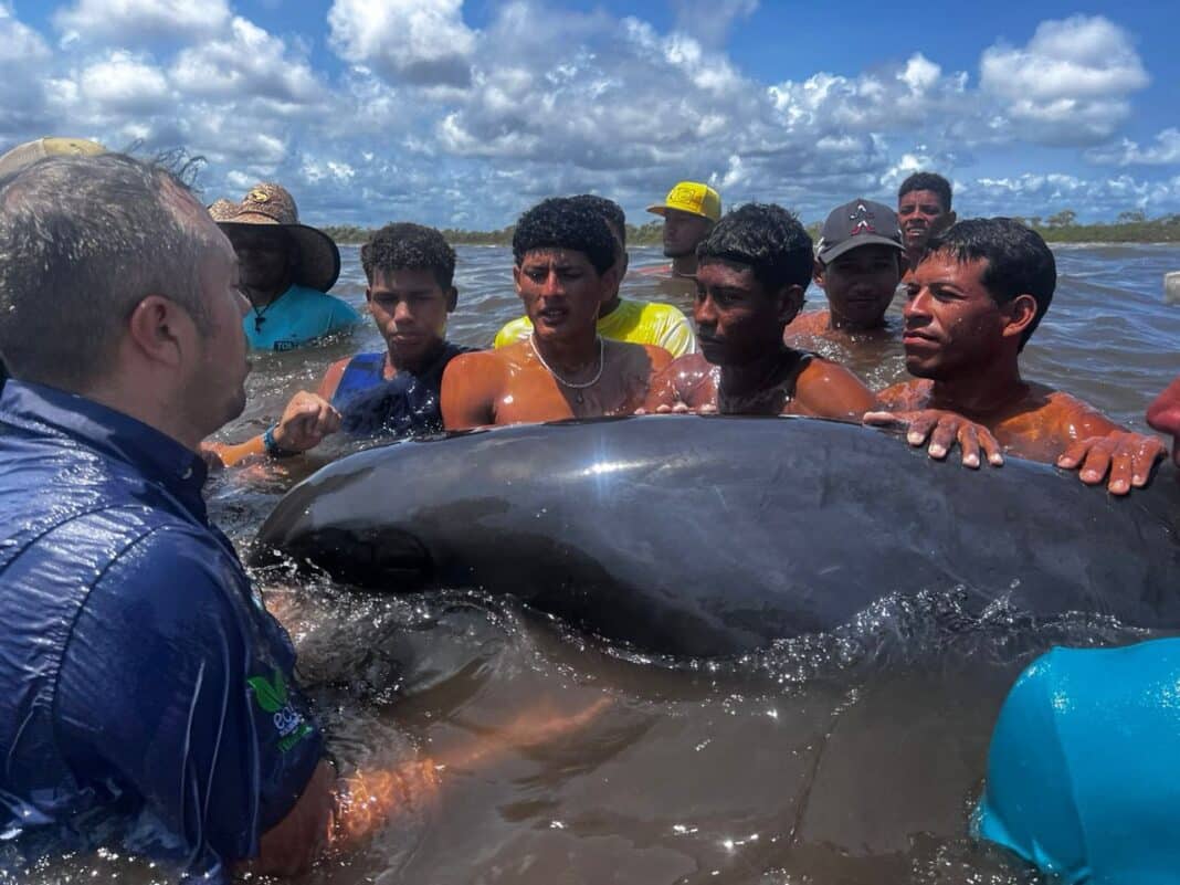 Rescatan más de 200 delfines