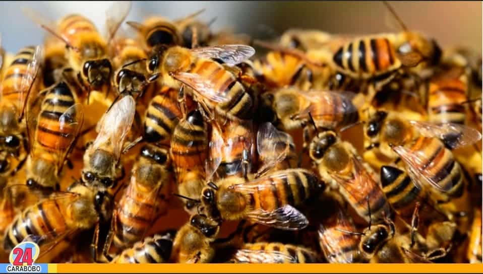 Las abejas migratorias - Las abejas migratorias
