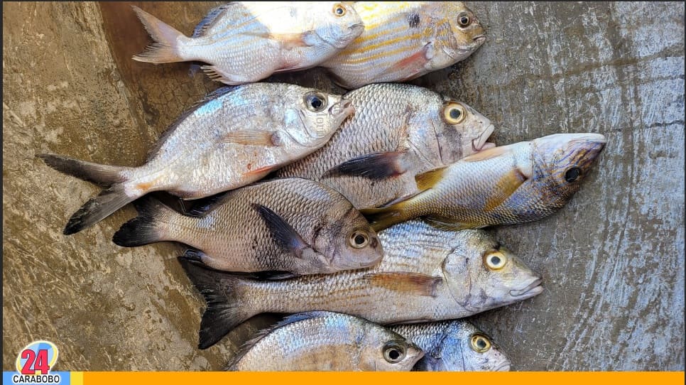 Precio del pescado para la Semana santa 2024 - Precio del pescado para la Semana santa 2024