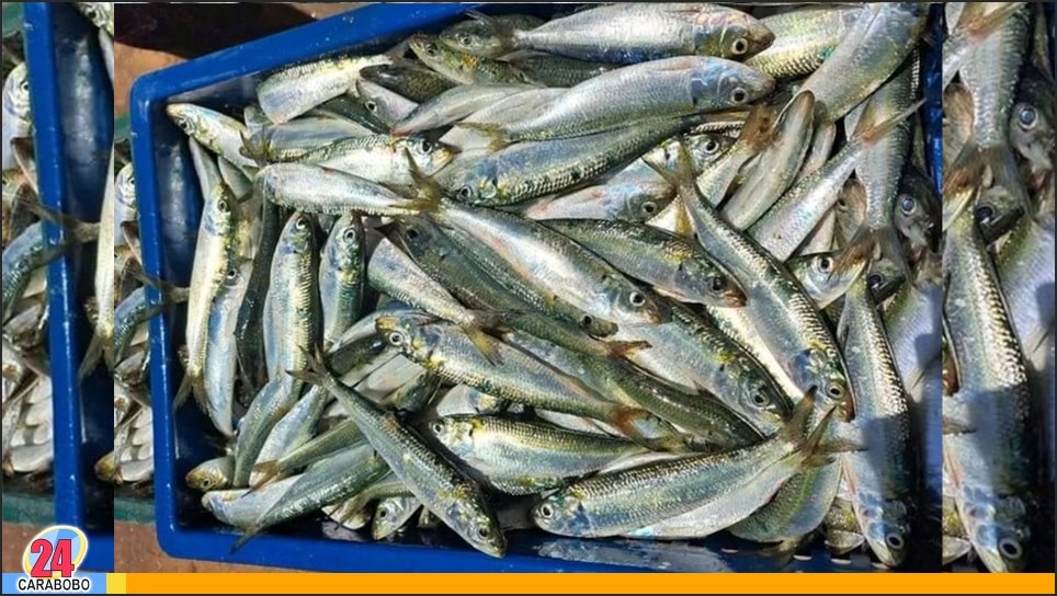 Precio de las sardinas en abril 2024 - Precio de las sardinas en abril 2024