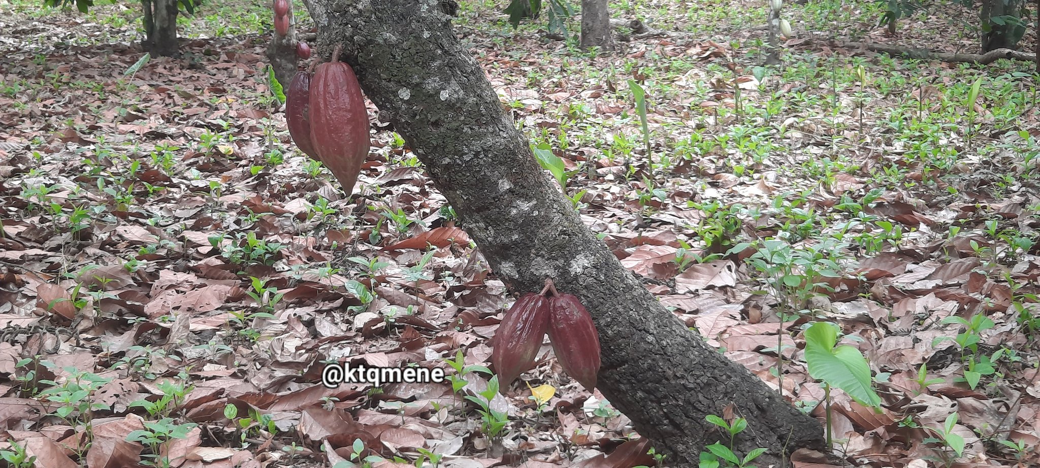 La faena del cacao en Trincheras - La faena del cacao en Trincheras