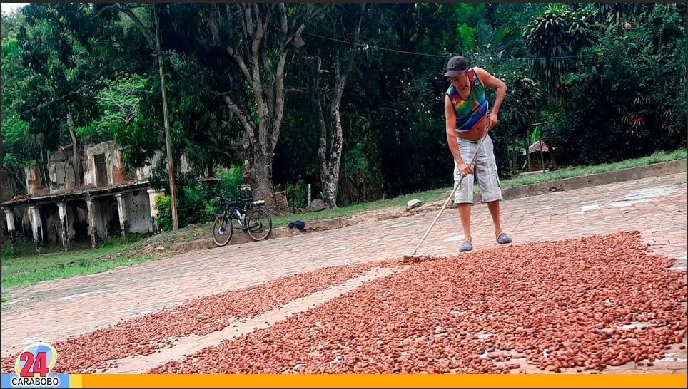 La faena del cacao en Trincheras - La faena del cacao en Trincheras