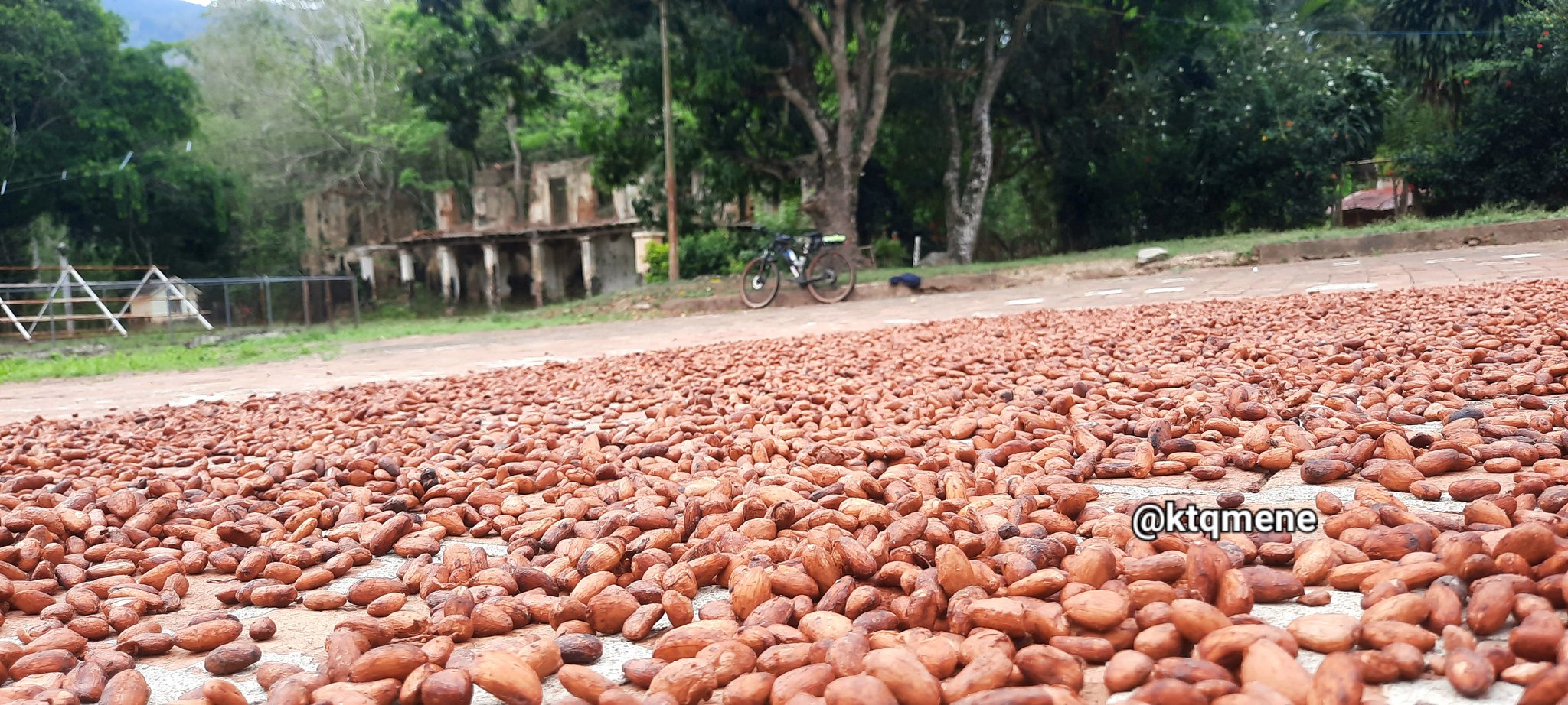 La faena del cacao en Trincheras - La faena del cacao en Trincheras