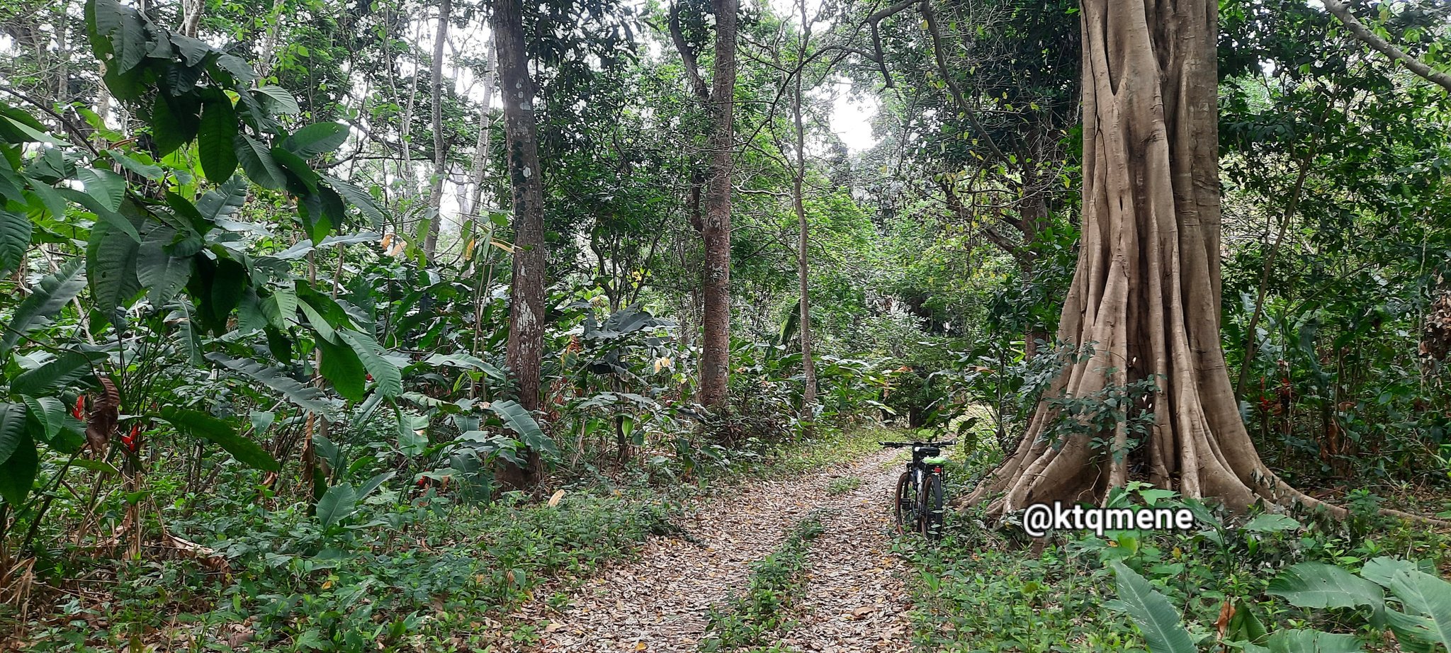 La faena del cacao en Trincheras - La faena del cacao en Trincheras