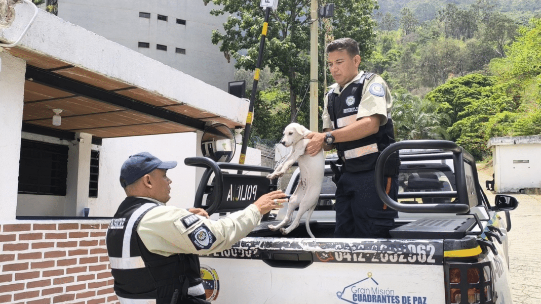 Rescatan a perro que abandonaron