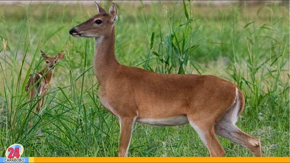 venado visto en Tazajal