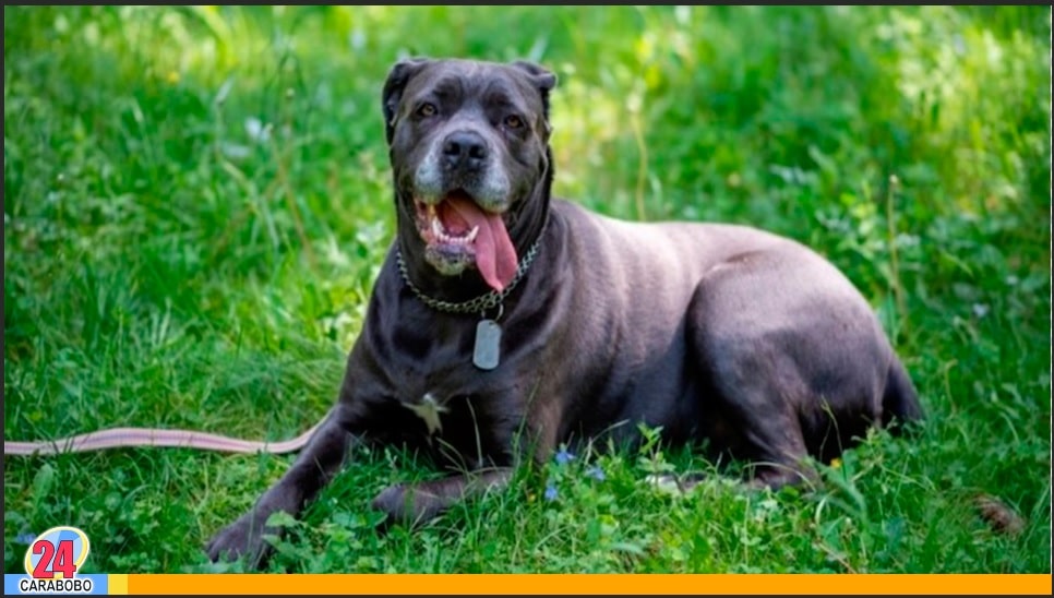 Cane corso