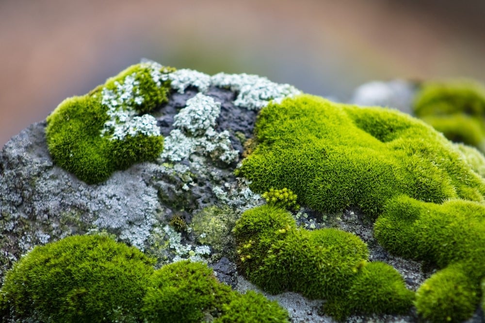 planeta Marte en un entorno verde