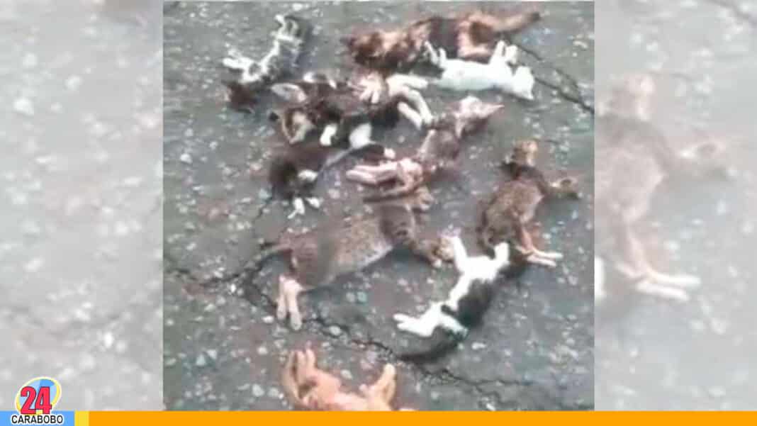 Matanza de gatos en Maracay