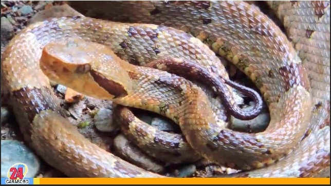 Una serpiente en Naguanagua