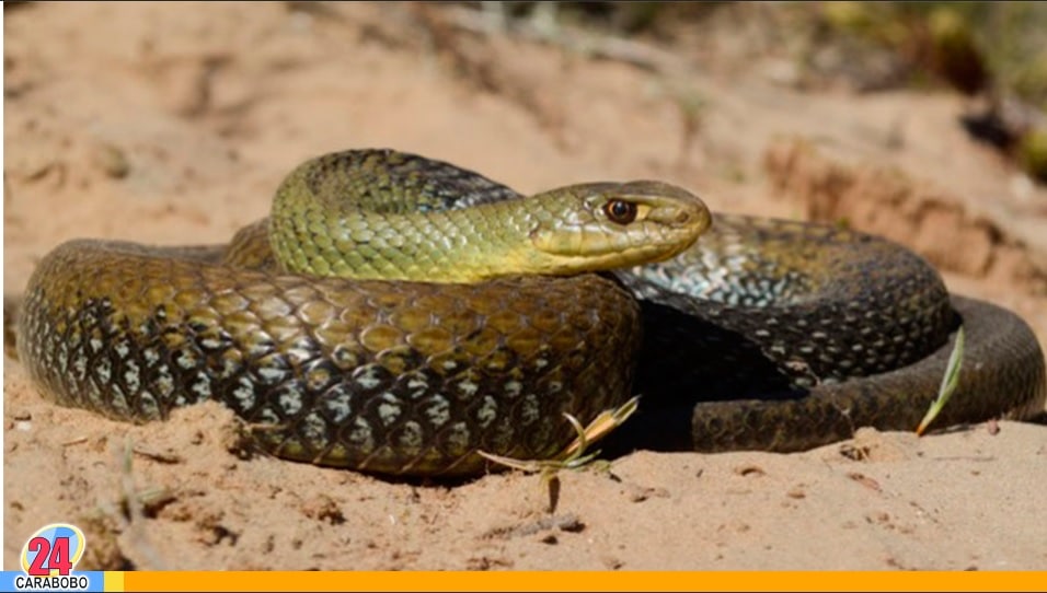 Cuando se encuentra una serpiente