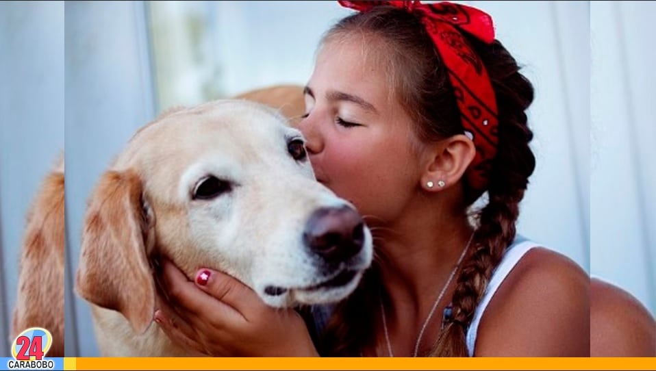 un perro en casa - un perro en casa