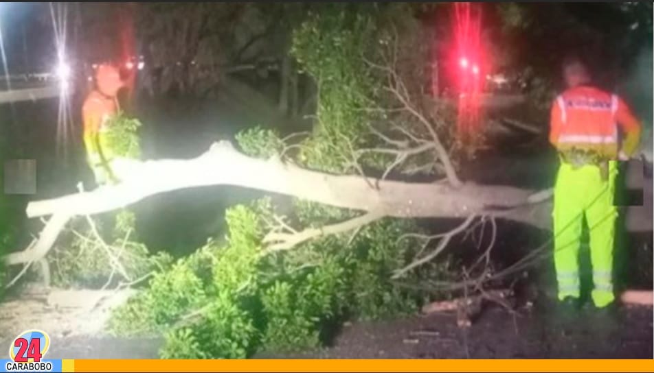 Árbol en la Autopista del Este