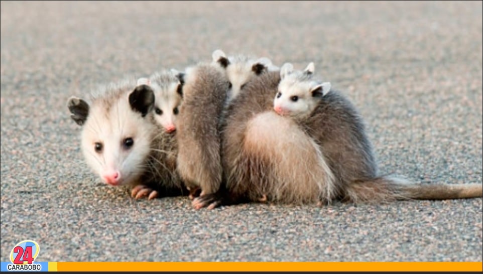 Las zarigüeyas o rabipelados