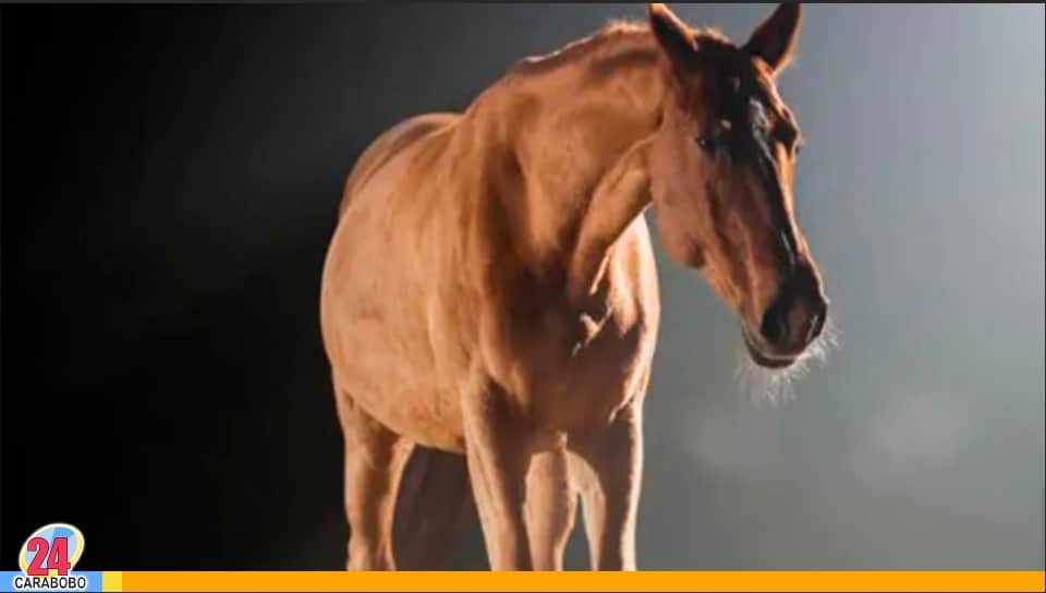 Las extrañas pisadas del caballo en la madrugada