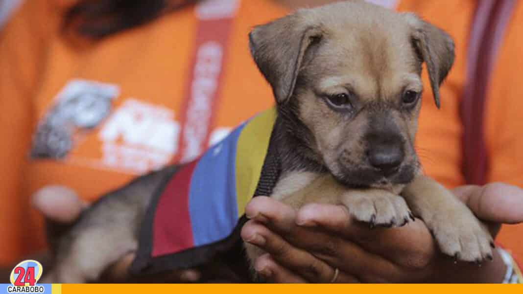 Plan Nacional de Esterilización de Mascotas