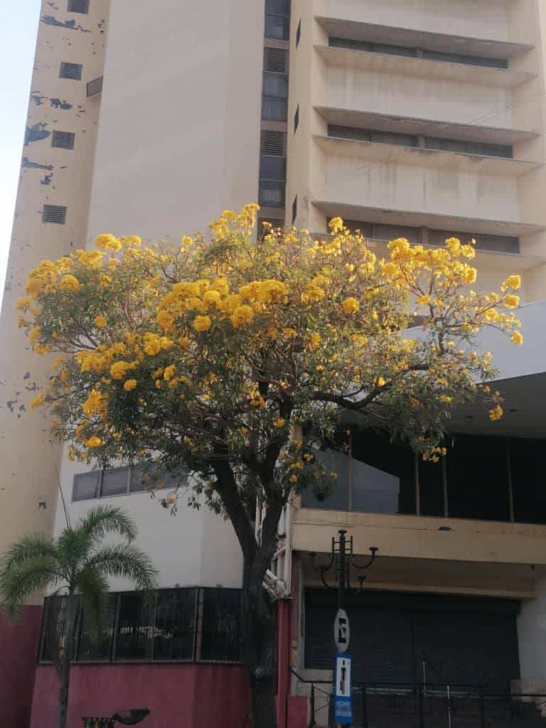 Arguaniece en la avenida Avenue 