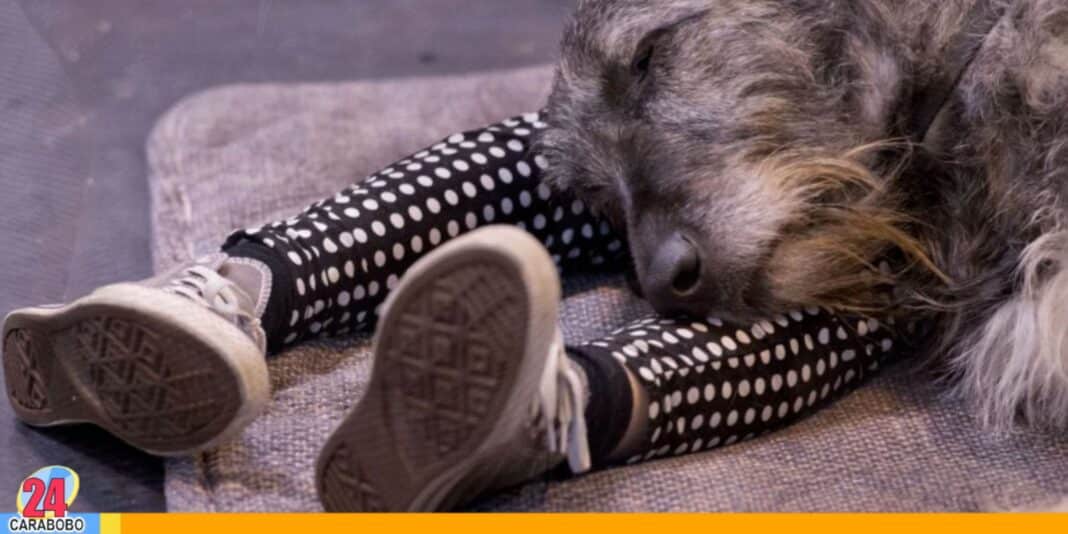Expertos no recomiendan dormir animales