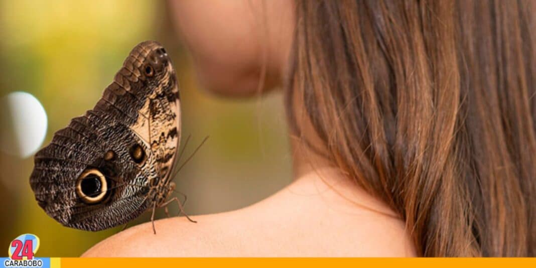 mariposa se posa en ti,