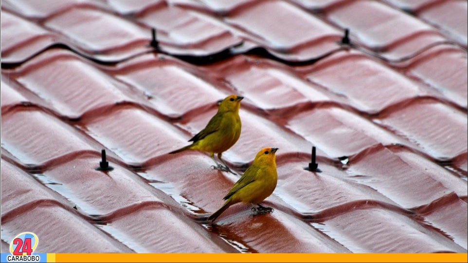 clima hoy 12 de mayo de 2025 en Venezuela