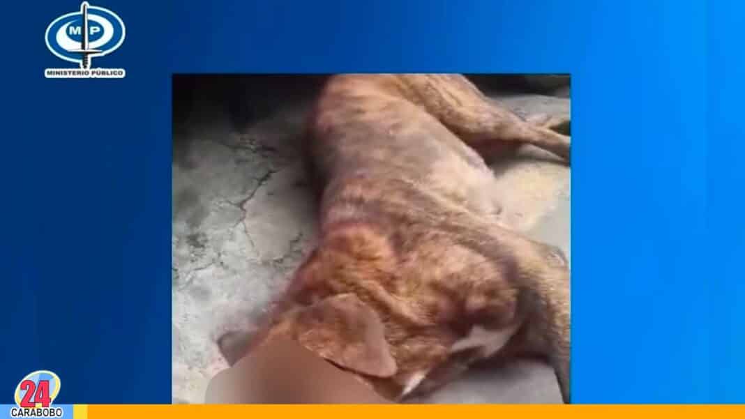 Muerte canino Bejuma