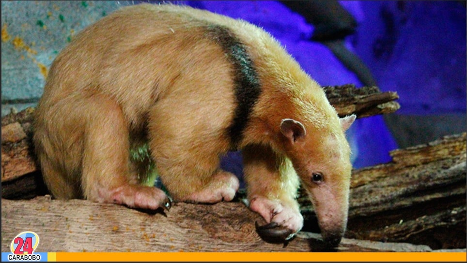 Oso melero en Lomas del Este