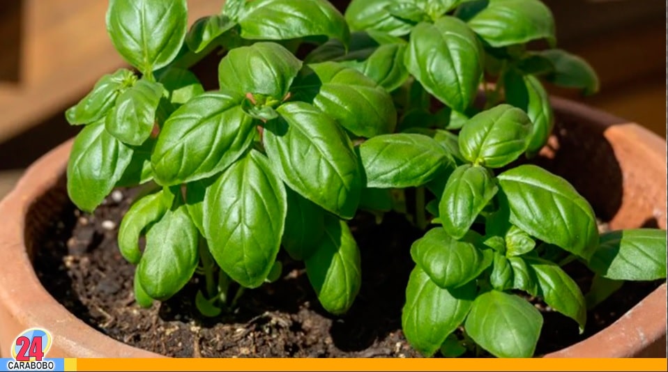 dinero para tu negocio con estas plantas y riegos