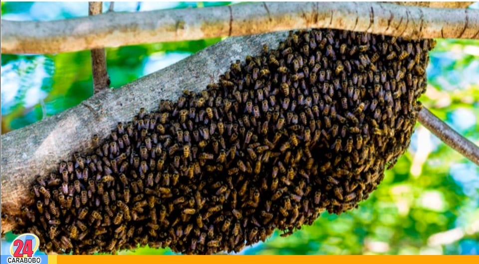 Enjambre de abejas en La Bocaína